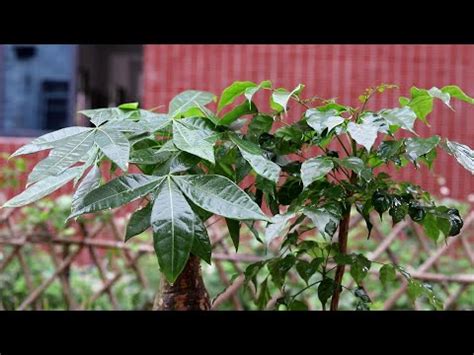 大門口擋煞植物|10種旺財門口植物